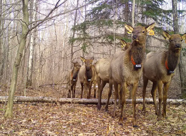 What is a Group of Elk Called