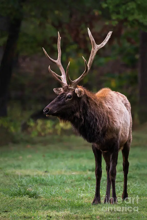 What is a Satellite Bull Elk