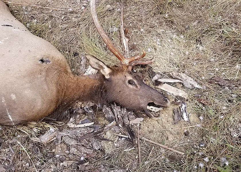 What is a Spike Elk