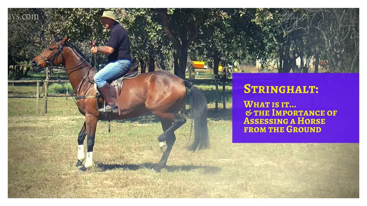 What is a Stringhalt in Horses