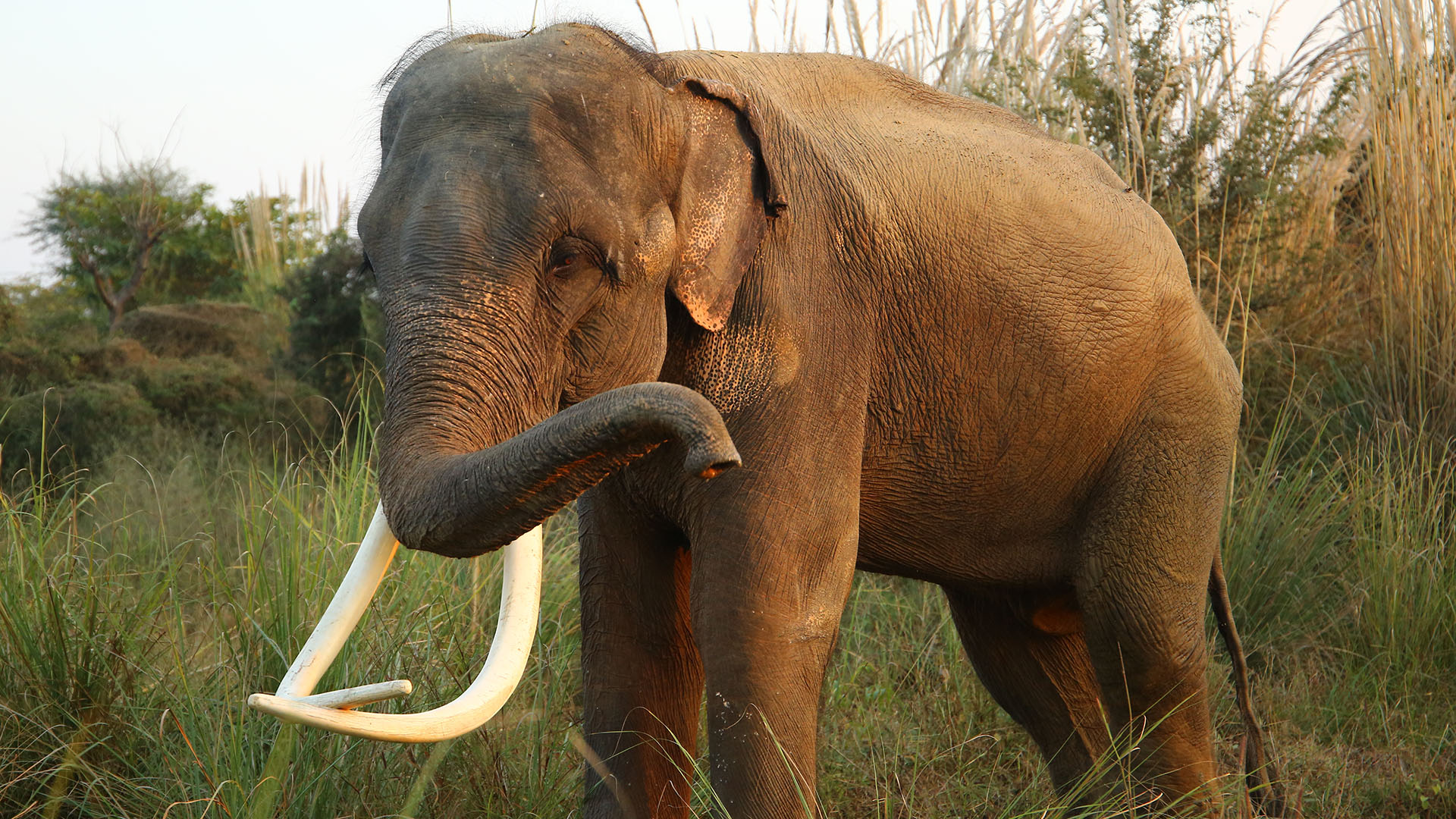 What is Musth in Elephants