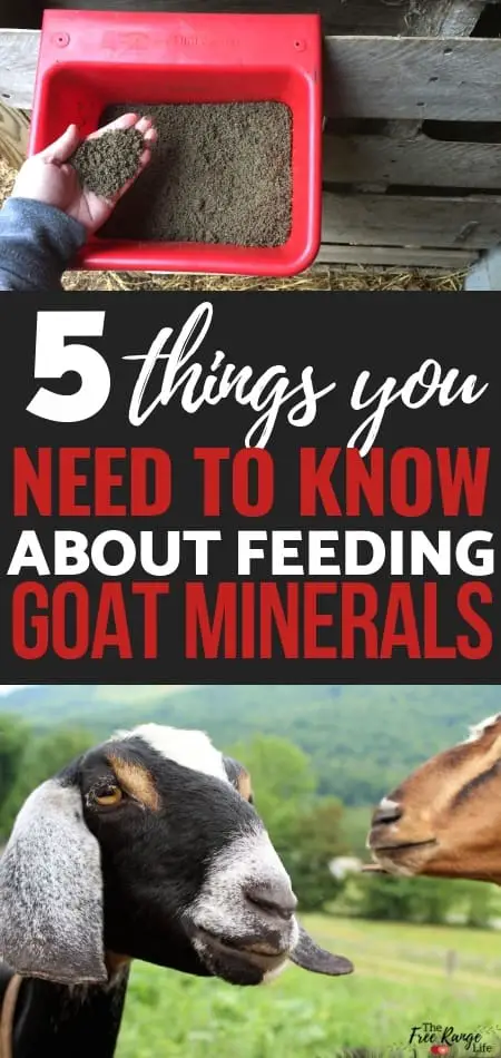 What Minerals Do Goats Need