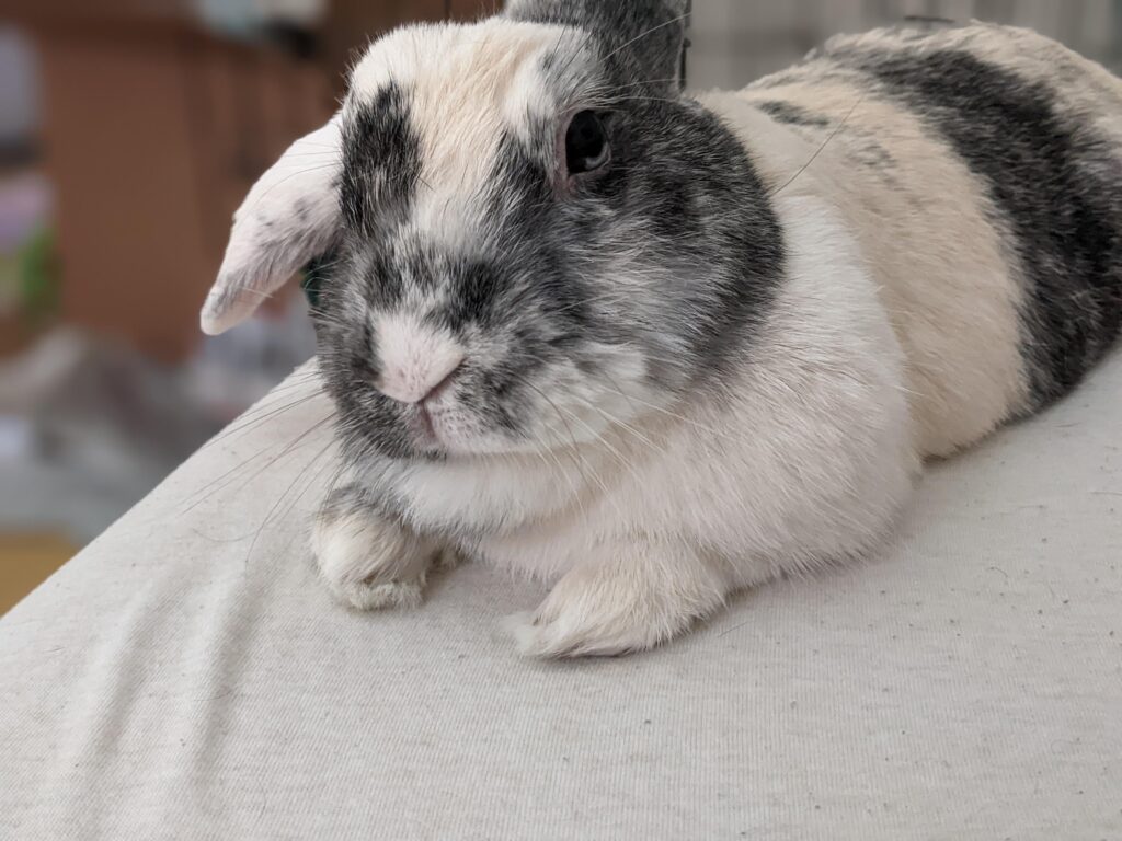 What Smells Do Rabbits Love