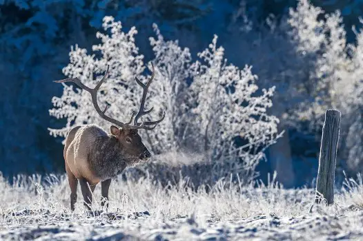 What Time of Day are Elk Most Active