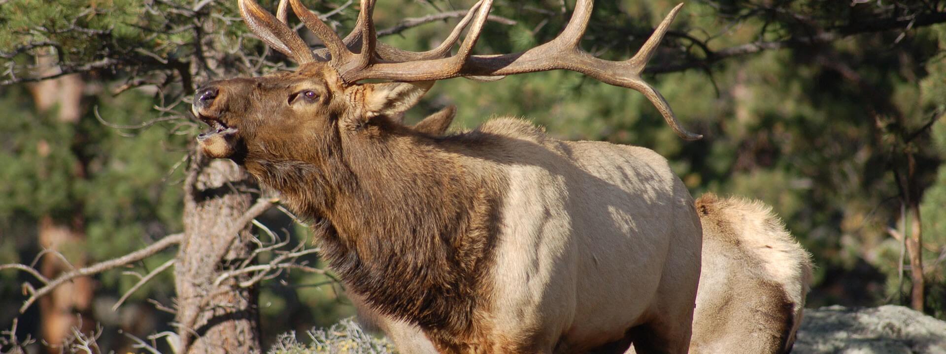 What Time of Year Do Elk Bugle