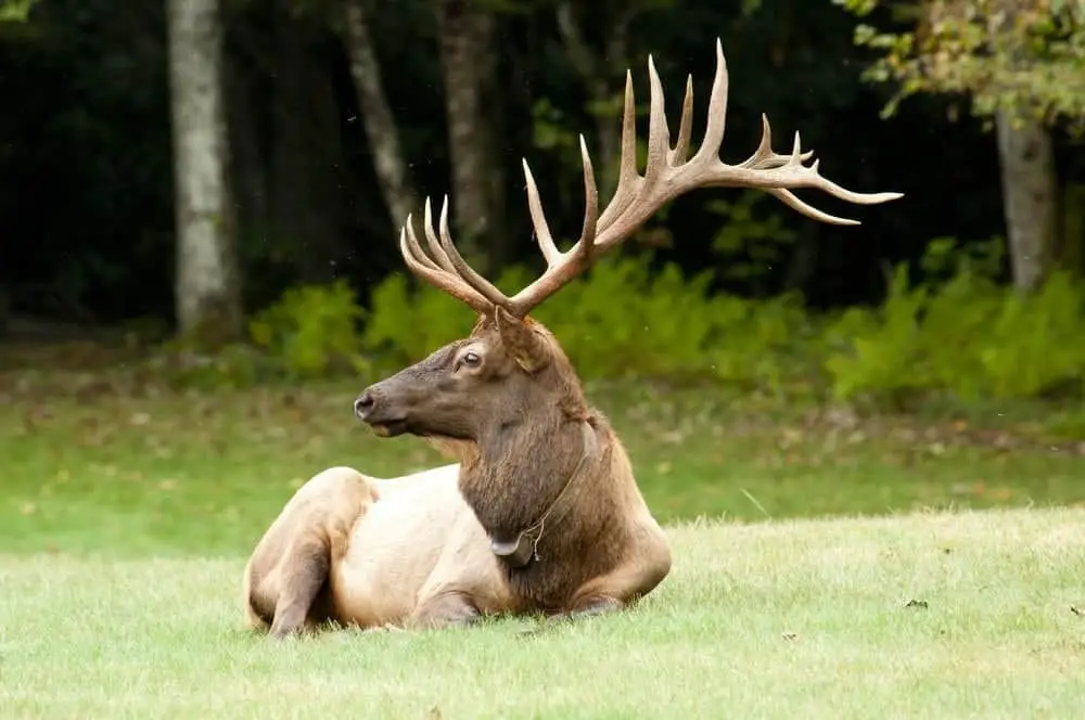 When are Elk Most Active