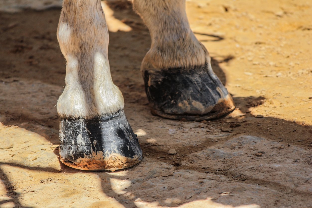 When to Euthanize a Horse With Navicular