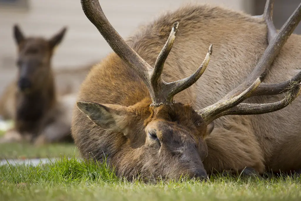 Where Do Elk Sleep