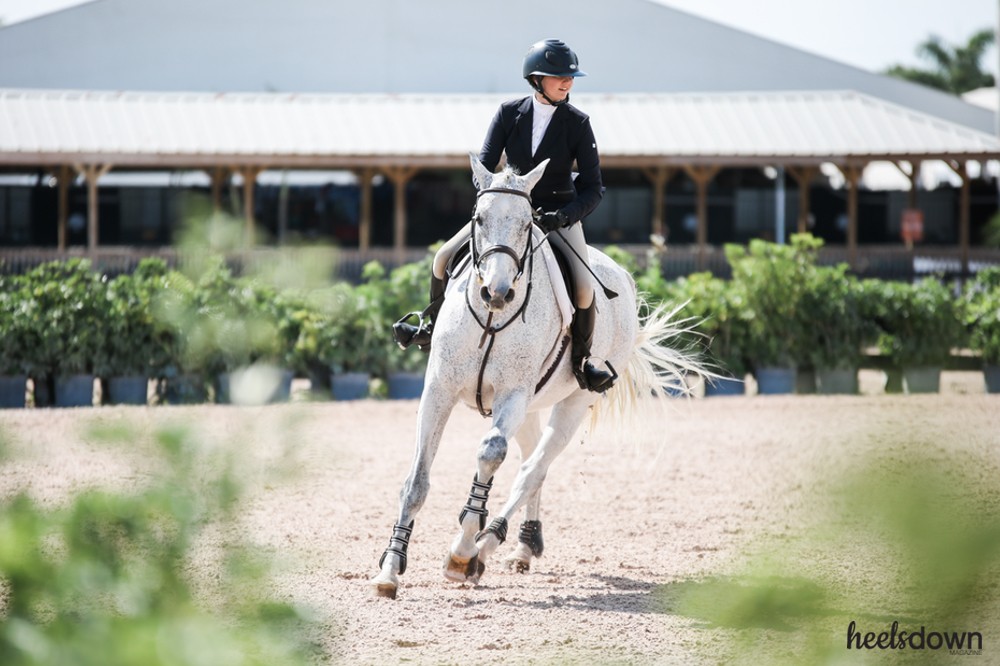 Why are Horses So Expensive