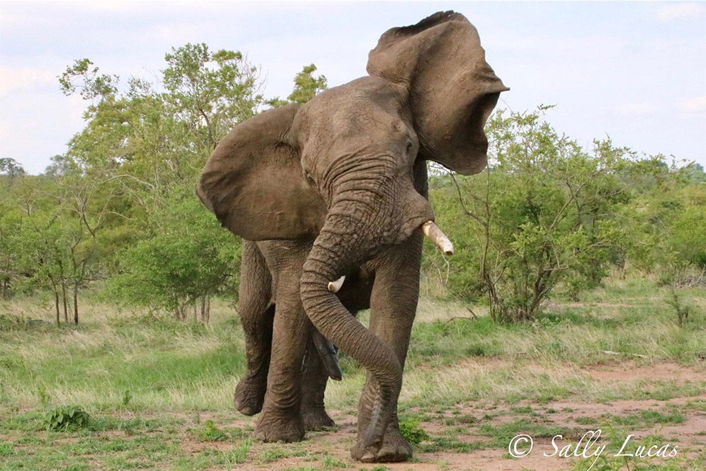 Why Do Elephants Flap Their Ears