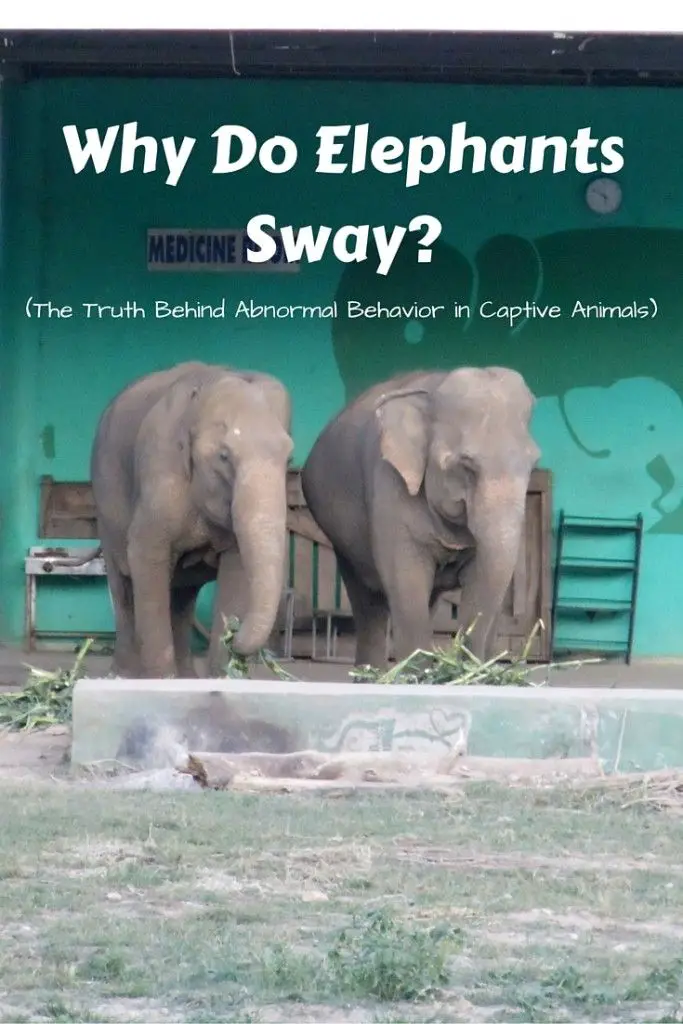 Why Do Elephants Sway