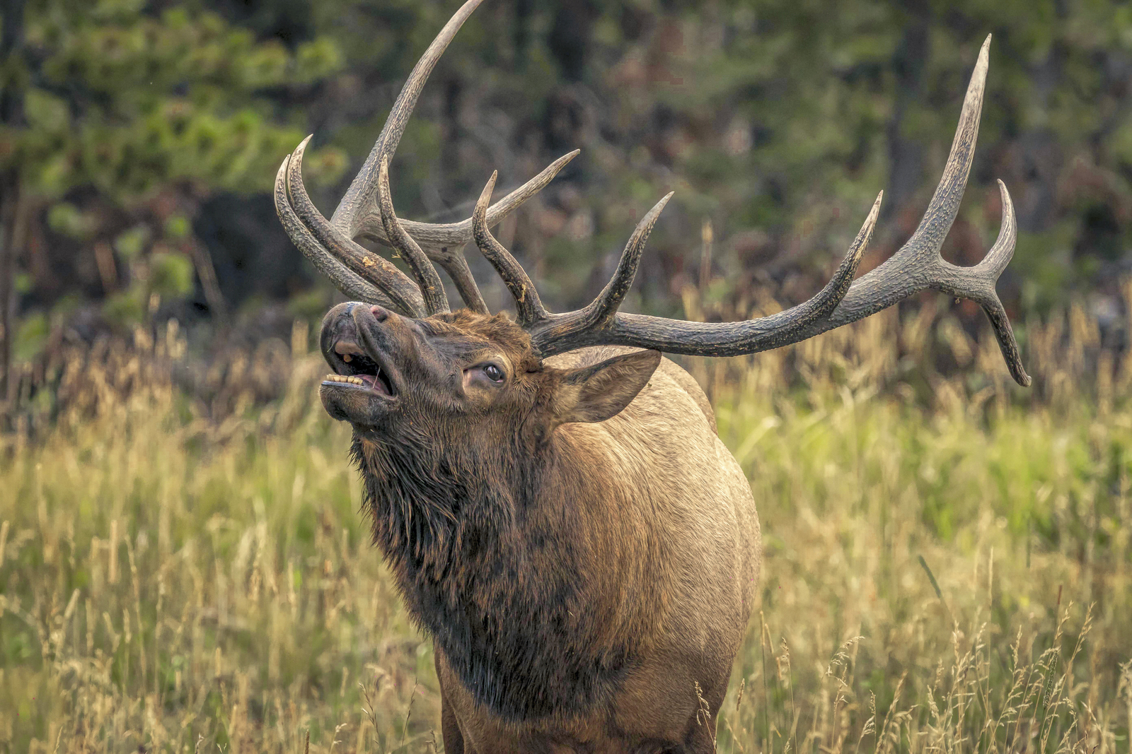 Why Do Elk Bugle