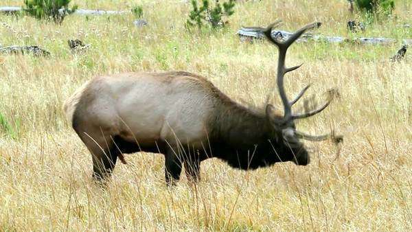 Why Do Elk Pee on Themselves