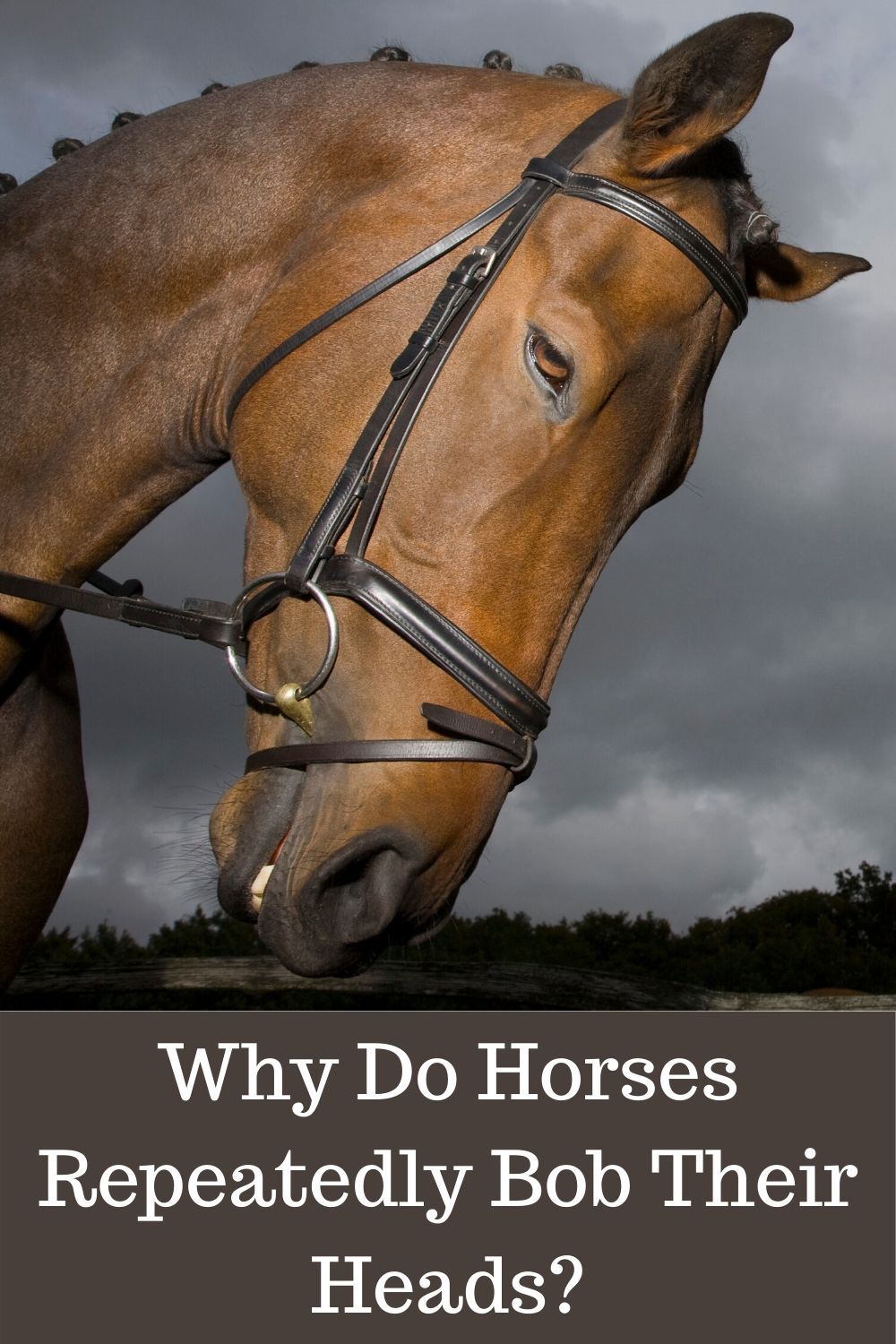 Why Do Horses Bob Their Heads