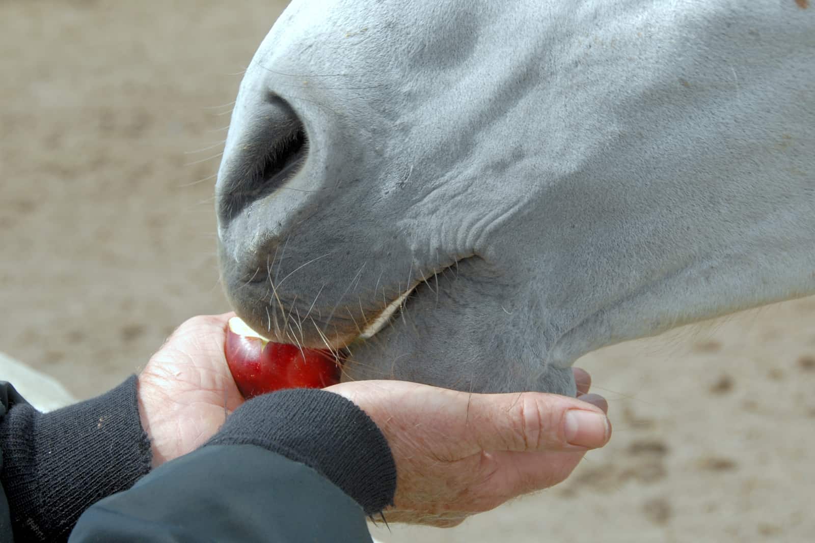 Why Do Horses Like Apples