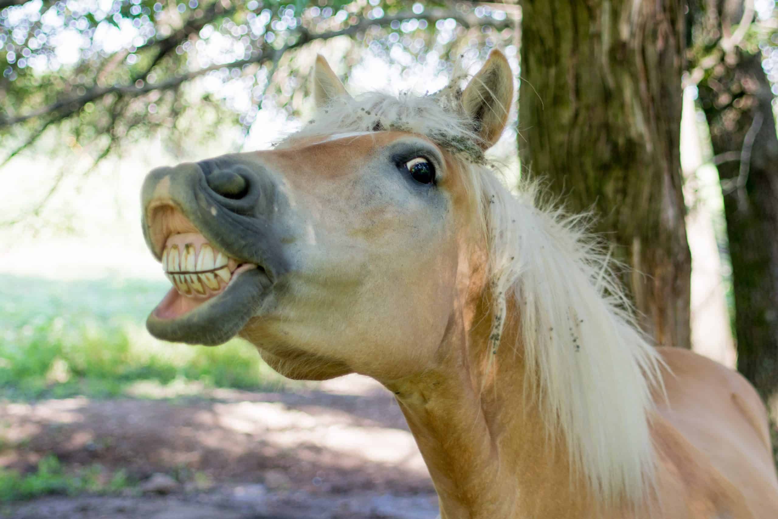 Why Do Horses Show Their Teeth