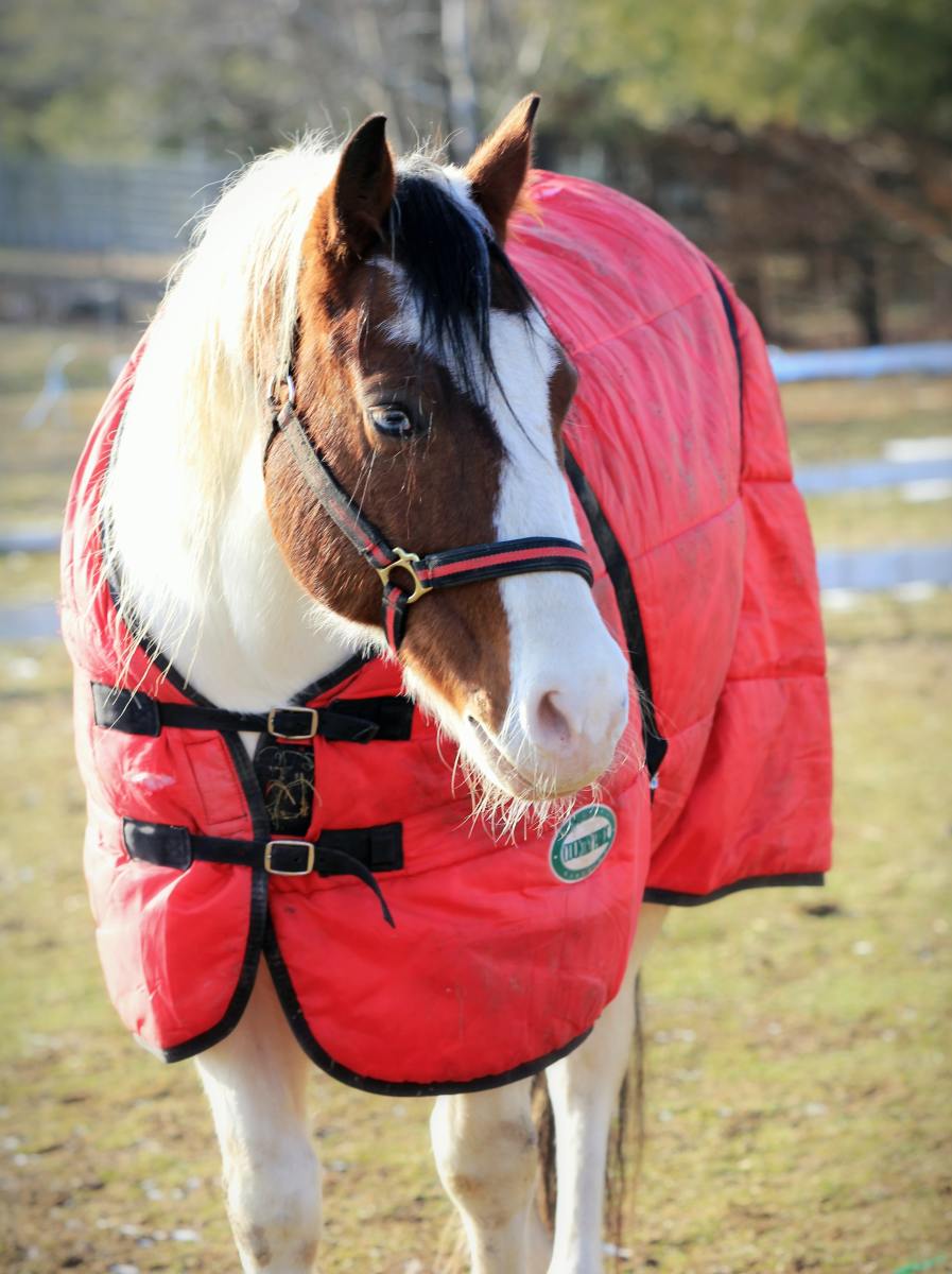 Why Do Horses Wear Coats