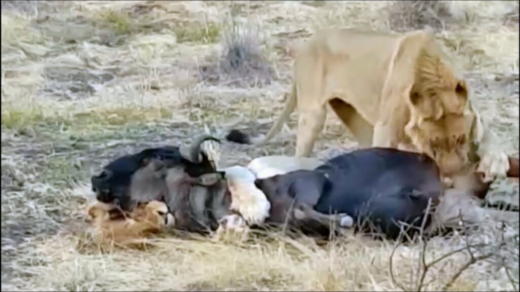 Why Do Lions Eat Testicles