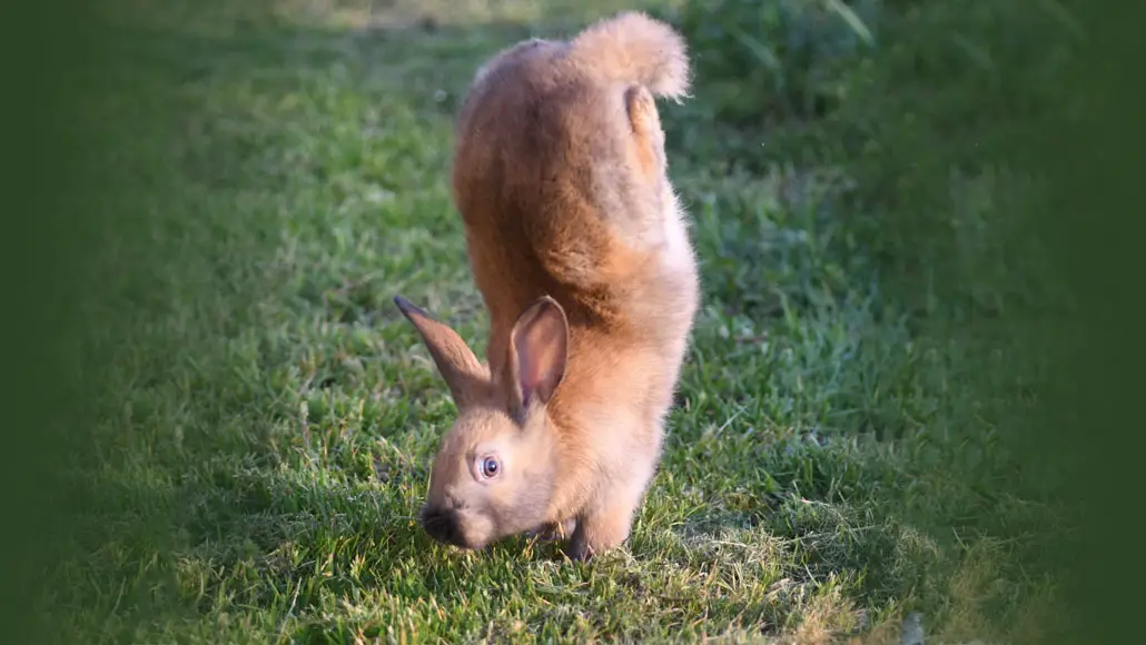 Why Do Rabbits Hop