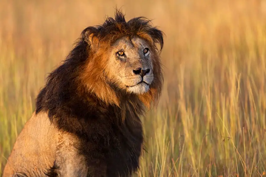 Why Do Some Lions Have Black Manes