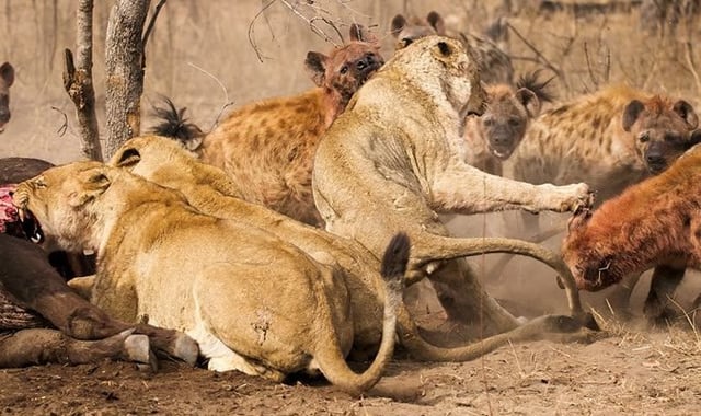 Why Dont Lions Eat Hyenas