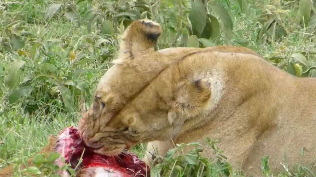 Will Lions Eat Other Lions