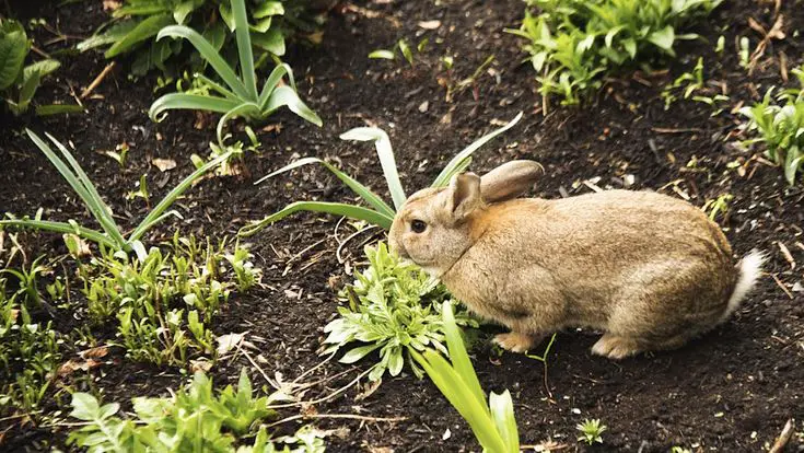 Will Rabbits Eat Watermelon Plants