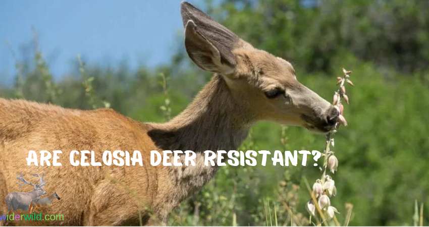 Are Celosia Deer Resistant?