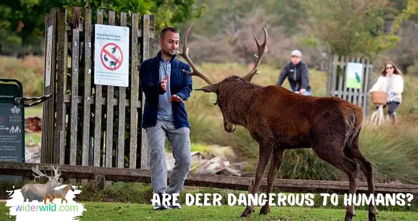Are Deer Dangerous to Humans