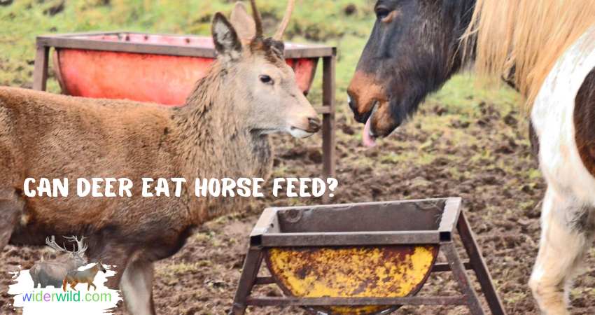 Can Deer Eat Horse Feed