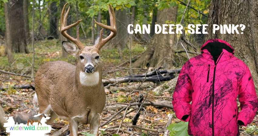 Can Deer See Pink