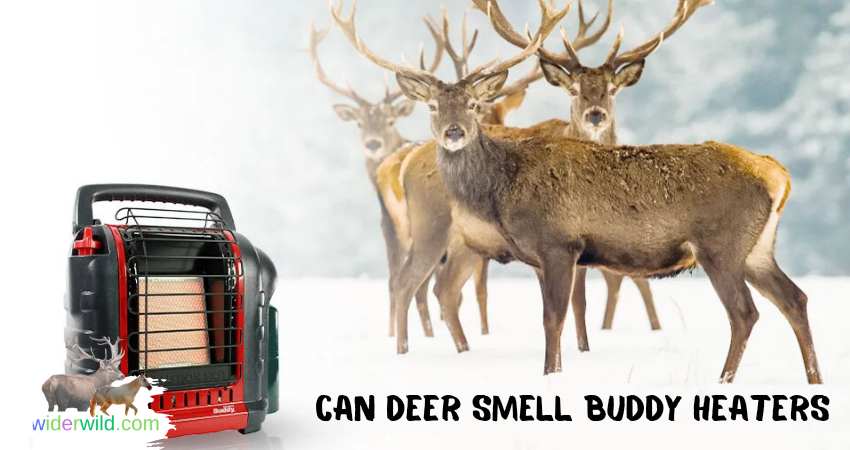 Can Deer Smell Buddy Heaters