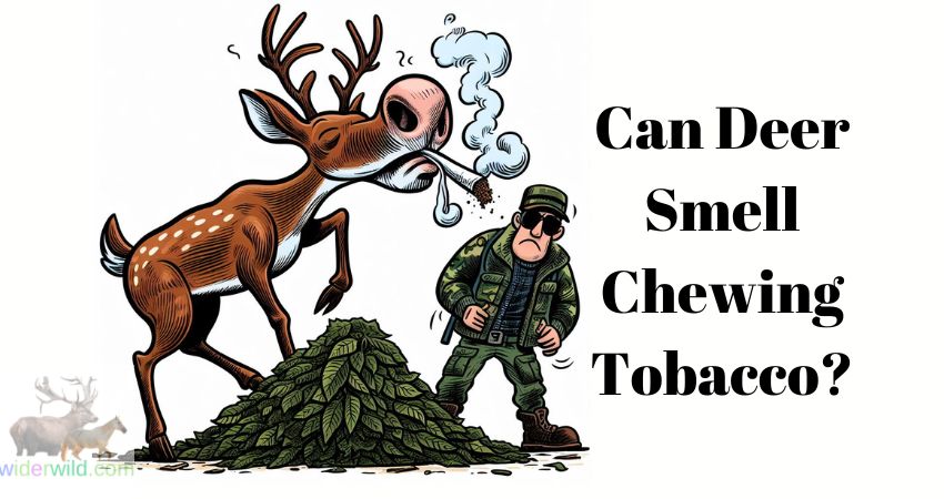 Can Deer Smell Chewing Tobacco?