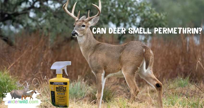 Can Deer Smell Permethrin?