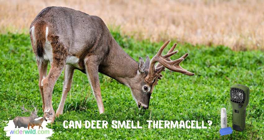 Can Deer Smell Thermacell?