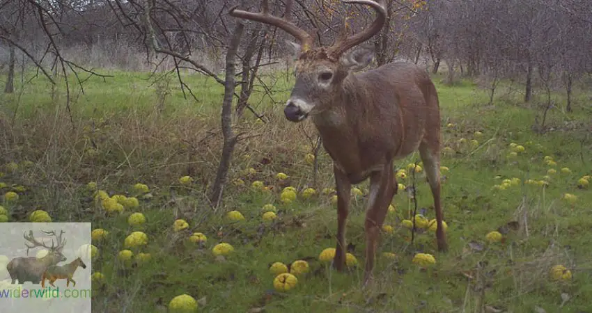 Deer Eating Oranges?