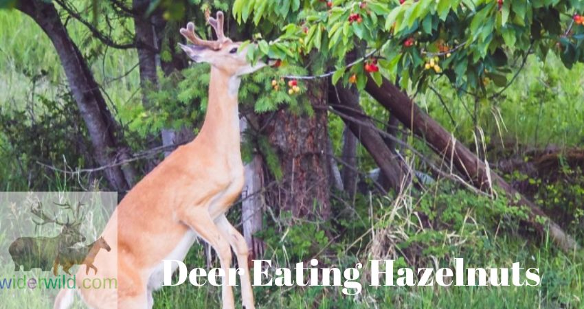 Do Deer Eat Hazelnut Trees?