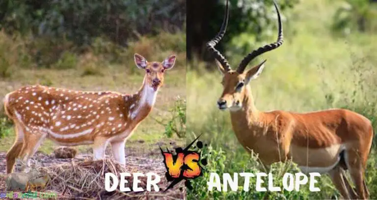 Antelope Vs Deer: The Ultimate Battle of Speed and Agility - widerwild.com