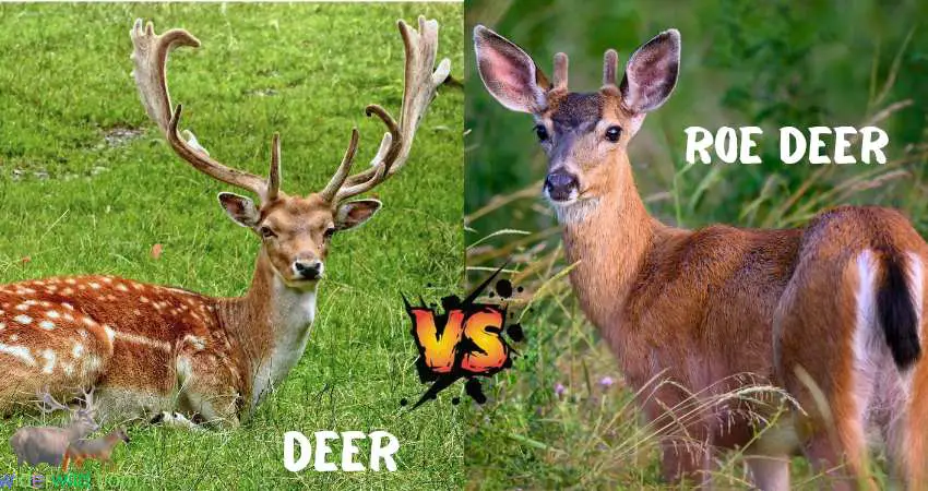 Roe Deer vs Deer: The Ultimate Wildlife Showdown - widerwild.com