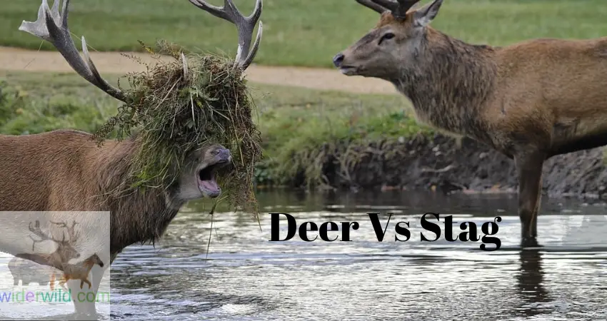 The battles and rituals of deer and stag
Deer Vs Stag in battle