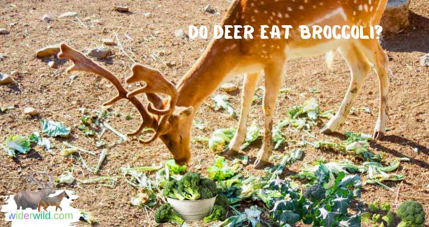 Do Deer Eat Broccoli