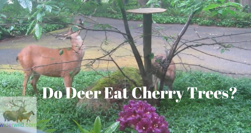 Do Deer Eat Cherry Trees