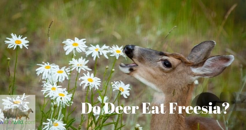 Do Deer Eat Freesia