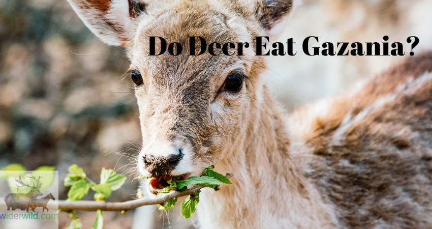 Do Deer Eat Gazania?