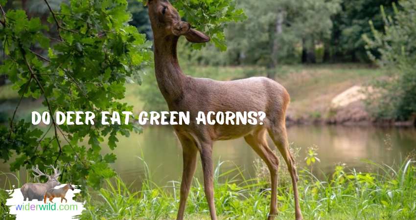 Do Deer Eat Green Acorns