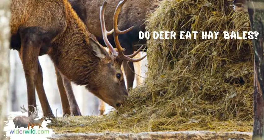 Do Deer Eat Hay Bales?