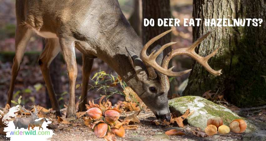 Do Deer Eat Hazelnuts