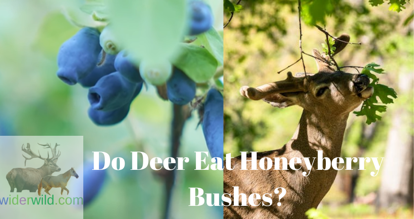 Do Deer Eat Honeyberry Bushes?