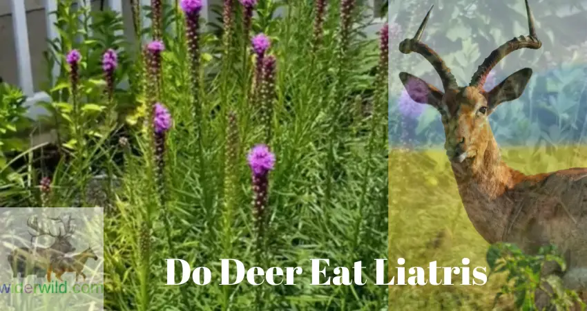 Do Deer Eat Liatris