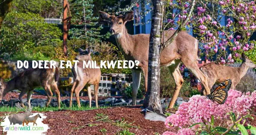 Do Deer Eat Milkweed